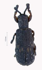   Rhabdotohispa  habitus. 